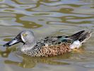 Australian Shoveler (WWT Slimbridge May 2013) - pic by Nigel Key